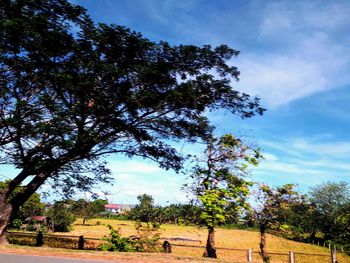 Trees on field against sky