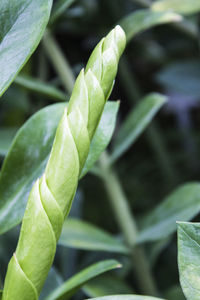 Close-up of fresh green leaf