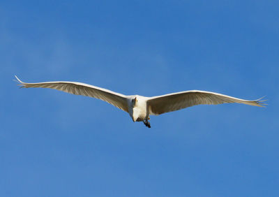 Low angle view of seagull flying in sky