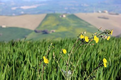 grassland