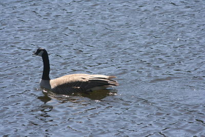 High angle view of duck swimming in lake
