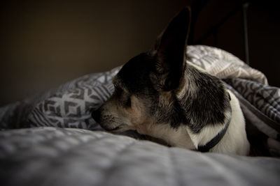 Close-up of dog sleeping on bed at home