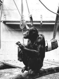 View of horse in zoo