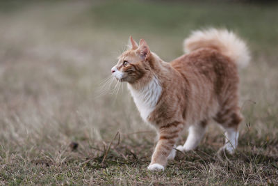 Cat standing on field