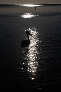 Silhouette duck swimming in sea