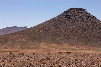 Scenic view of desert against clear sky. zebras