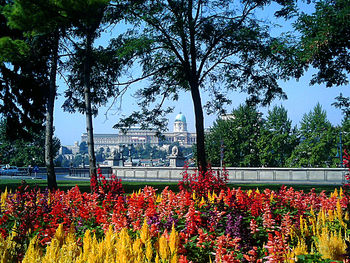 Flowers growing in park
