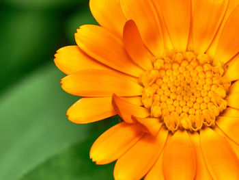 Close-up of yellow flower