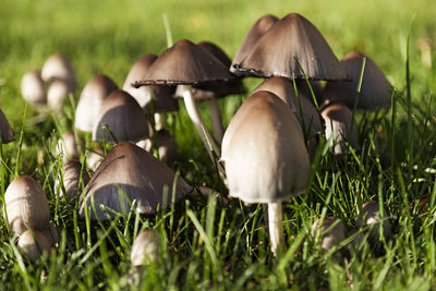 Lots of wild mushrooms growing together on the lawn