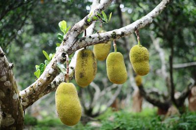 Low angle view of fruits hanging on tree