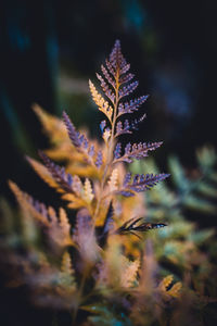 Close-up of purple flowering plant on field