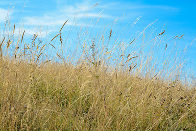 Close-up of grass against sky