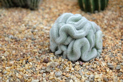 High angle view of lizard on pebbles