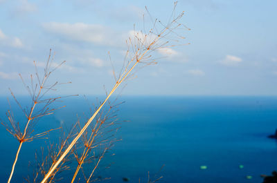 Close-up of dry plant against blue sea