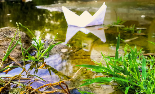 Reflection of trees in pond