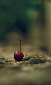 Close-up of red cherry 