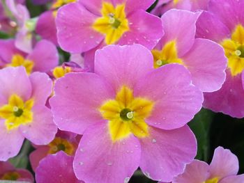 Close-up of pink flower