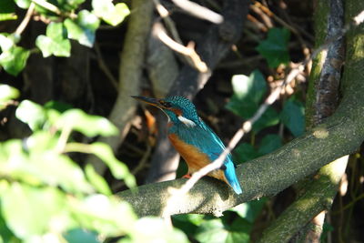 Close-up of bird perching on branch