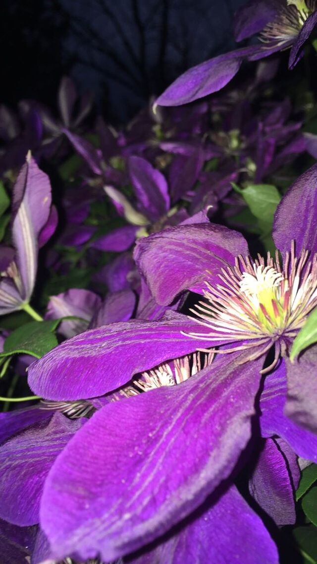 CLOSE-UP OF PURPLE FLOWERS