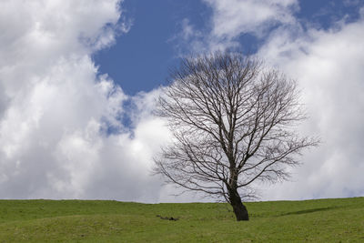 Bare tree on field against sky