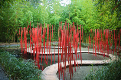 View of bamboo plants in lake