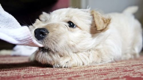 Close-up of dog at home