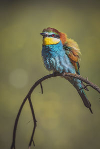 Close-up of bird perching on branch