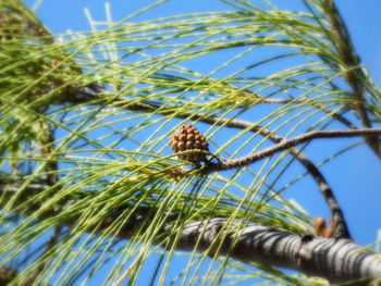 Low angle view of insect on tree against sky