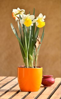 Close-up of daffodils in vase