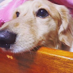 pets