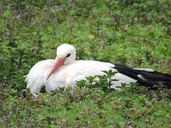 White duck on field