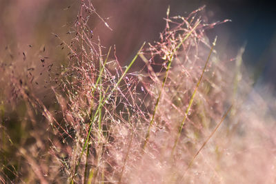 Close-up of spider web on plant