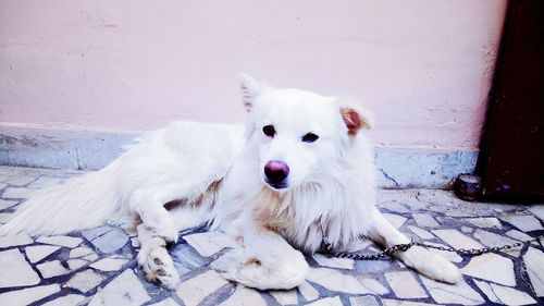 Portrait of white dog yawning