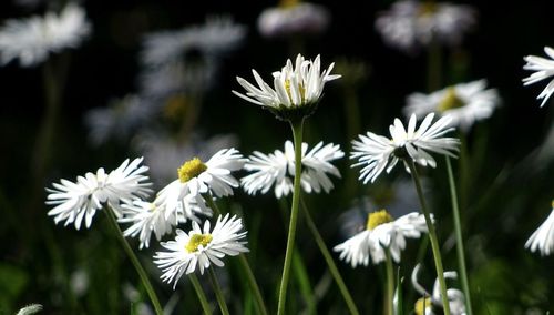 Close-up of white flowers