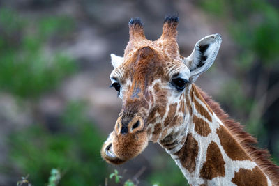 Close-up of reticulated giraffe chewing in bushes