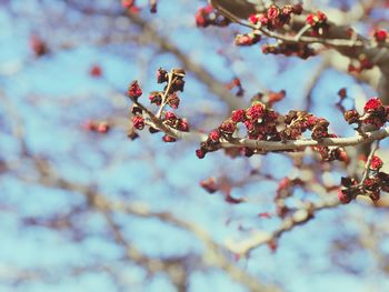 Close-up of flower tree against sky