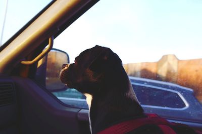 Close-up of dog in car