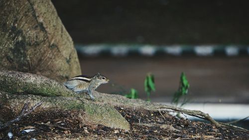 Close-up of lizard on rock