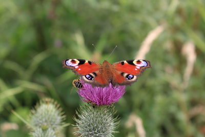 Close-up of butterfly pollinating on purple flower