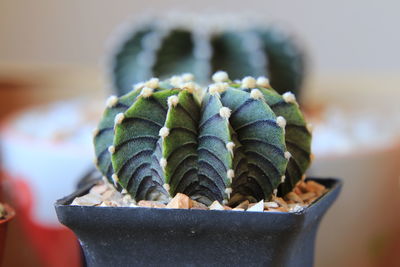 Close-up of succulent plant