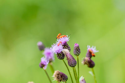 Close-up of butterfly on purple flower