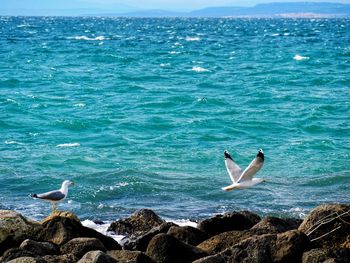 Seagull perching on swimming in sea against sky