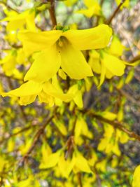 Close-up of yellow flowering plant