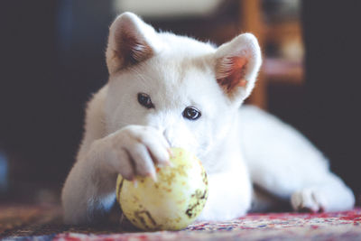 Close-up of dog looking away