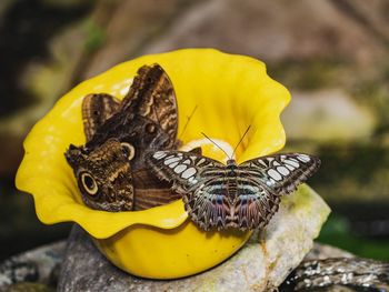 Close-up of butterfly on yellow flower