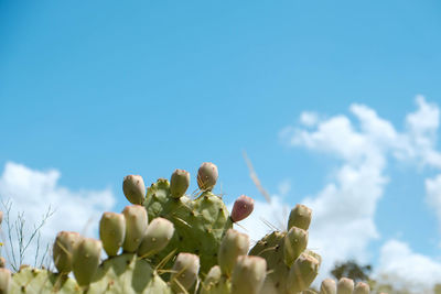 Low angle view of flowering plants against sky