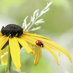 High angle view of beetle on yellow flower