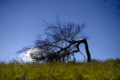 Bare tree on field against clear sky