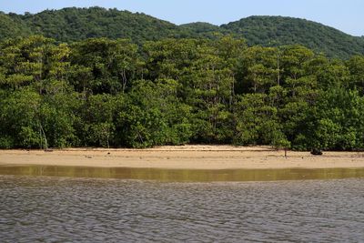 Scenic view of lake by trees in forest