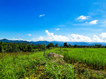 Scenic view of field against sky